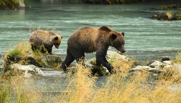 Comment organiser une expédition pour observer les ours bruns en Alaska?