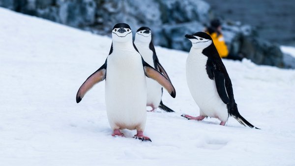 Comment planifier une expédition pour voir les pingouins en Antarctique?