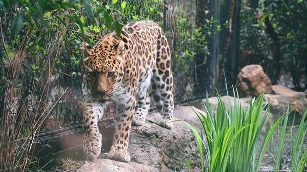 Comment planifier une expédition pour observer les jaguars dans le Pantanal, Brésil?